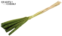 Babala Li. Green 65cm