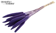 Babala Purple 65cm