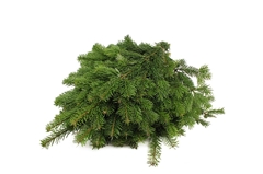 Abies Nordman Bunch 60cm