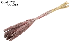 Babala Champagne+Glit 65cm