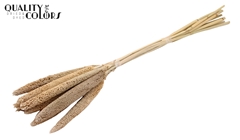 Babala Fr White 65cm