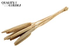 Babala Stem Natural 65cm
