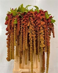 Amar Ca Coral Founta