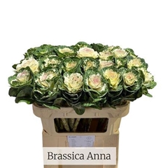 Brass Empire Anna 70cm