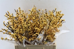Ilex Vert Citronella 60cm