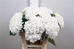 Hydr M Royal Princes 65cm 20cm Ø