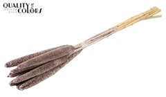 Babala Champagne 65cm