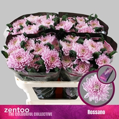 Chr G Rossano 70cm 75gram