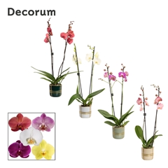 Phal Gem 2 Tak 12Ø 65cm