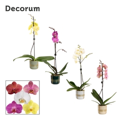 Phal Gem 2 Tak 12Ø 65cm