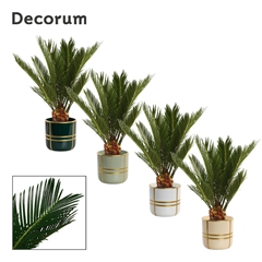Cycas Revoluta 12Ø 45cm