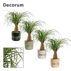 Beaucarnea Recur 12Ø 35cm
