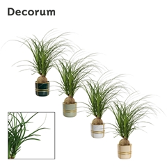 Beaucarnea Recur 12Ø 30cm