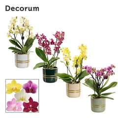 Phal Mf Gem 12Ø 35cm