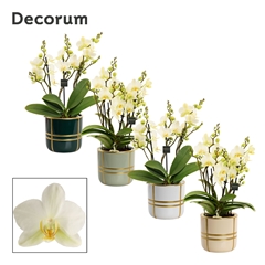 Phal Mf An Lausanne 12Ø 35cm