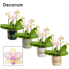Phal Mf Ov 12Ø 35cm