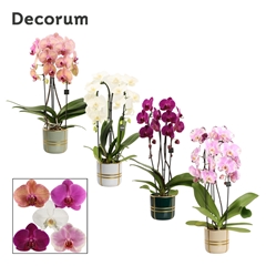 Phal Gem 2 Tak 12Ø 55cm