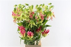 Gloriosa Exot Pink 80cm