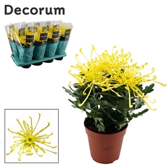 Chrys Firewo Yellow 13Ø 35cm