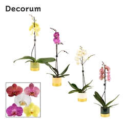 Phal Gem 2 Tak 12Ø 65cm