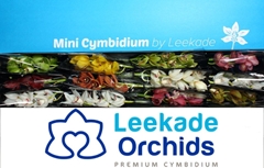 Cymb Mi Mixed 30cm