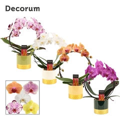 Phal Gem 2 Tak 12Ø 45cm