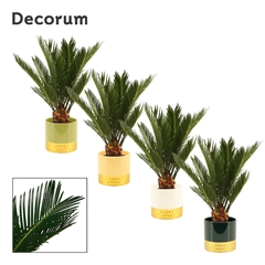 Cycas Revoluta 12Ø 45cm