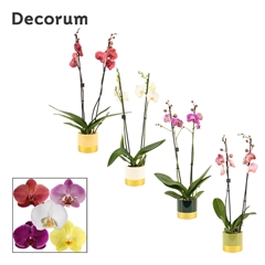 Phal Gem 2 Tak 12Ø 65cm
