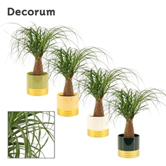 Beaucarnea Recur 12Ø 35cm