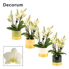 Phal Mf An Lausanne 12Ø 35cm