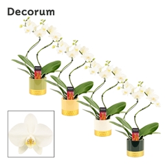 Phal Ov Wit 12Ø 50cm