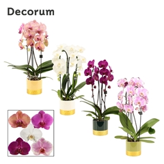 Phal Gem 2 Tak 12Ø 55cm