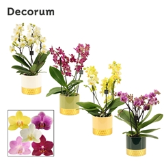 Phal Mf Gem 12Ø 35cm