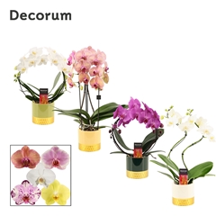 Phal Gem 2 Tak 12Ø 45cm