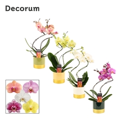 Phal Gem 2 Tak 12Ø 50cm
