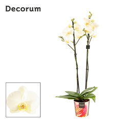 Phal Ov Wit 12Ø 65cm