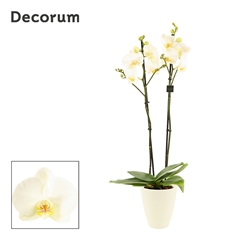 Phal Ov Wit 12Ø 65cm