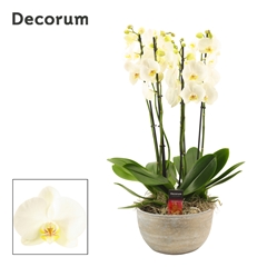 Phal Ov Wit 27Ø 65cm