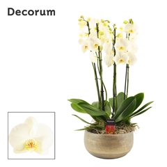 Phal Ov Wit 27Ø 65cm