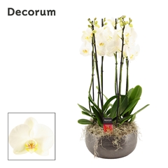 Phal Ov Wit 27Ø 65cm