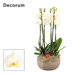 Phal Ov Wit 27Ø 65cm