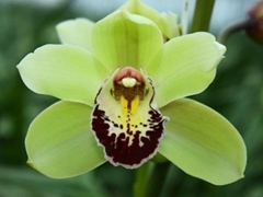 Cymb Mi Tessa 70cm