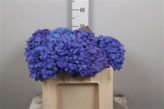 Hydr Macr Pimpernel 50cm 17cm Ø