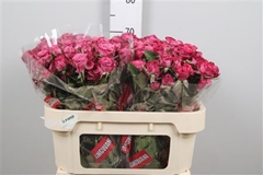 R Tr Purple Queen 70cm 55+
