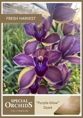 Cymb Tak Ov Srt 80cm 13+
