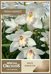 Cymb T Hms Wh Sensat 100cm 16+