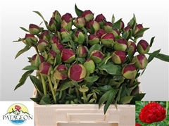 Paeo Christm Velvet 55cm 23 Cl