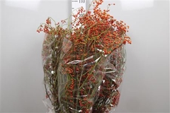Rosa Corallo 90cm