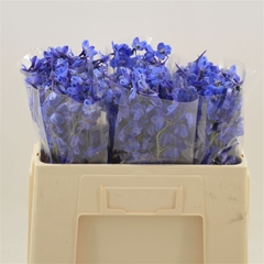 Delph En Deldon Blue 50cm 23