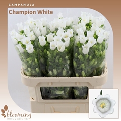 Camp Champion White 70cm